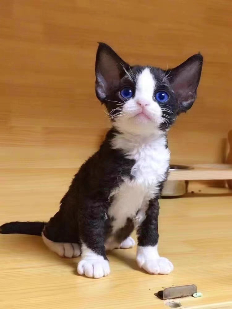猫舍直销,批发价出售,德文卷毛猫